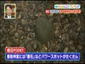 速報!有吉の明日したいことランキング 無料動画~2012年12月6日